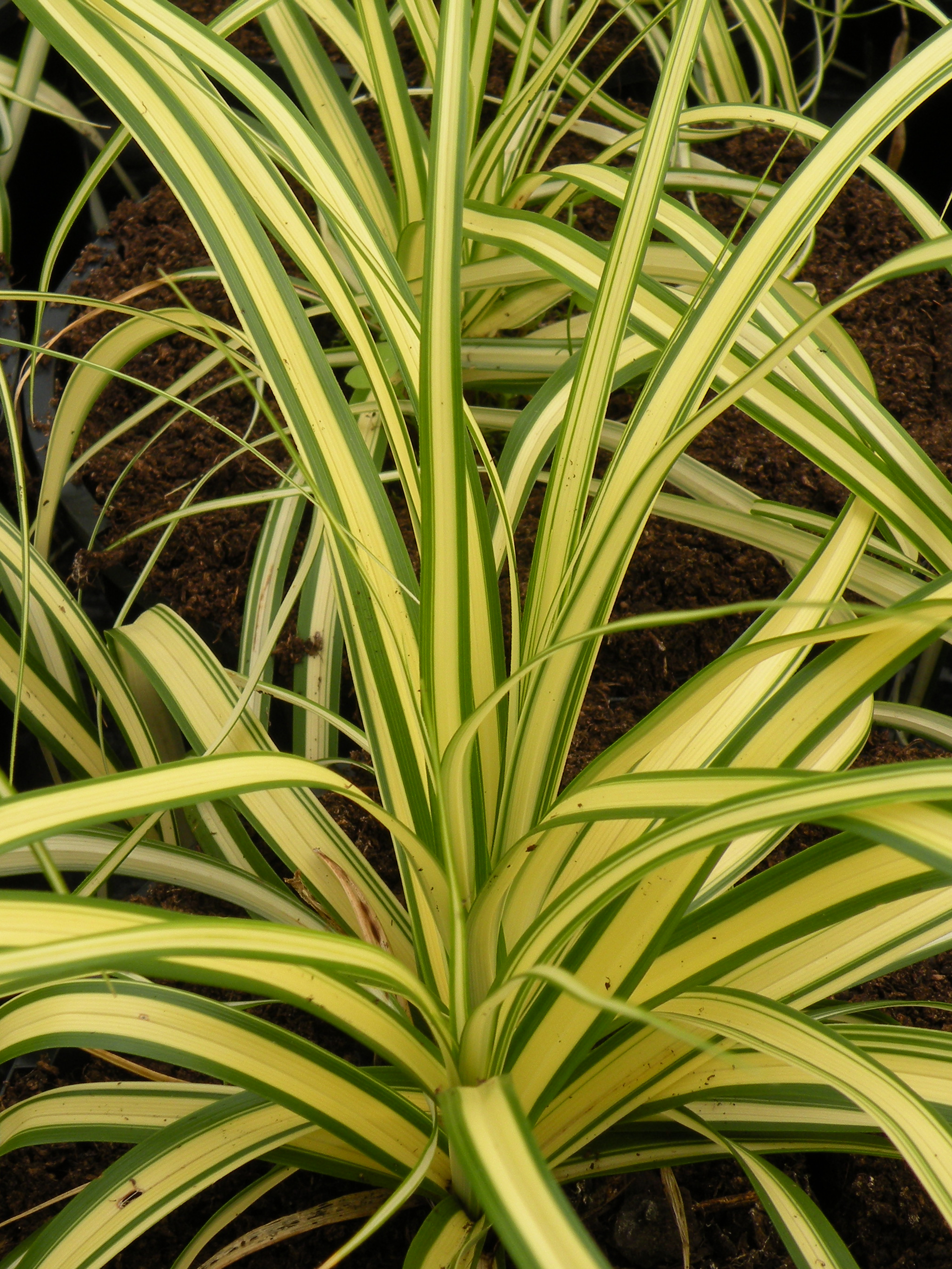 Carex ochimensis 'Evergold'